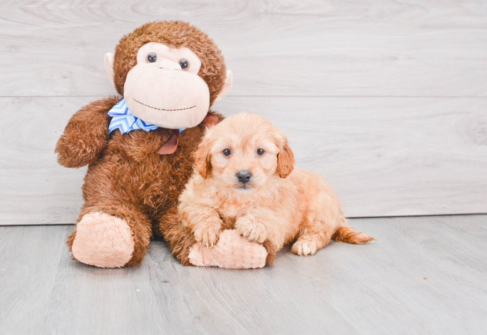 Fluffy Mini Goldendoodle Poodle Mix Pup