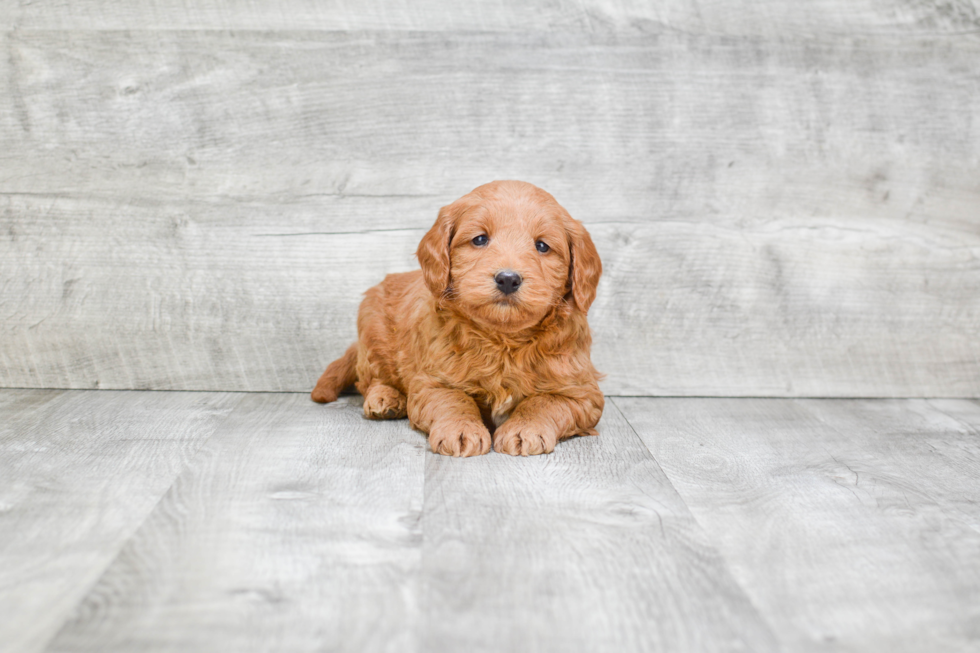 Mini Goldendoodle Pup Being Cute