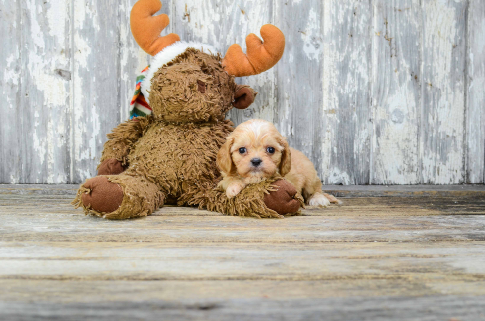 Best Cavachon Baby