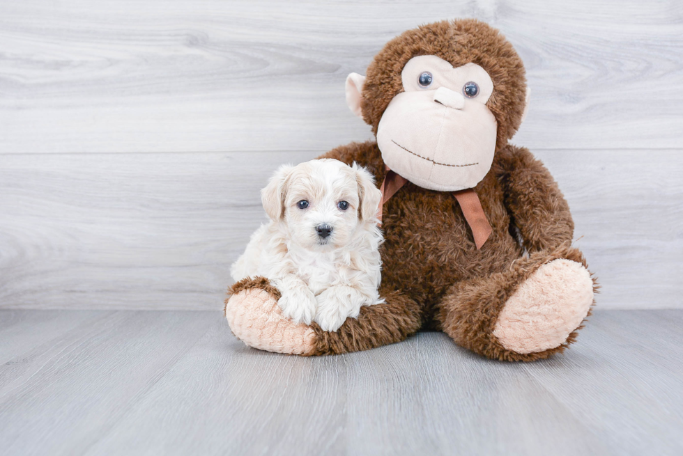 Little Maltese Poodle Poodle Mix Puppy