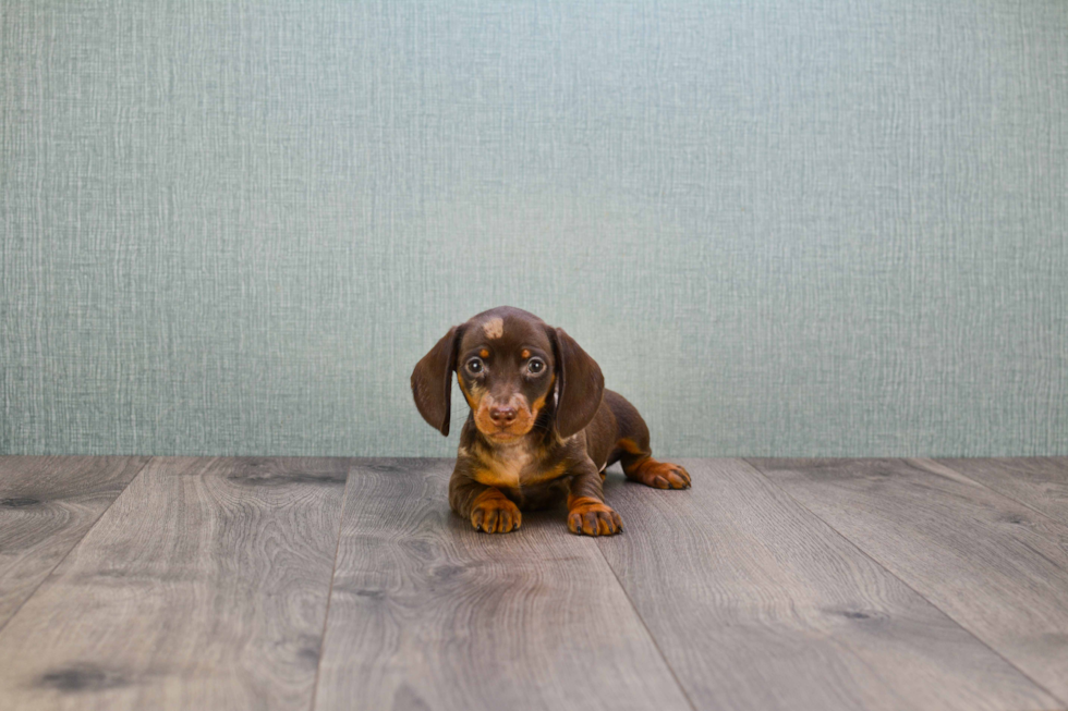 Cute Dachshund Purebred Pup