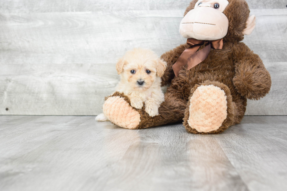 Hypoallergenic Maltese Poodle Poodle Mix Puppy