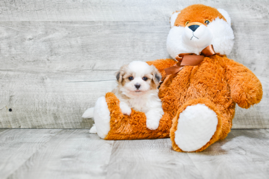 Happy Teddy Bear Baby