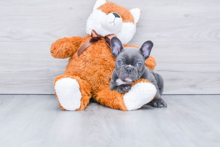 Little French Bulldog Baby