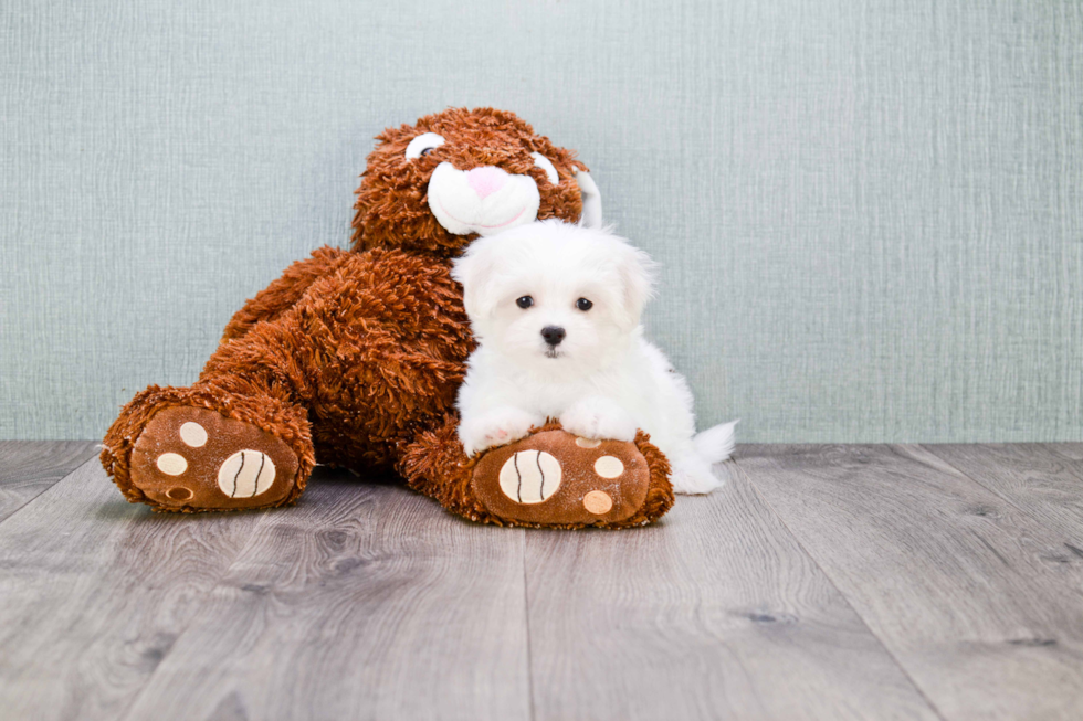 Small Maltese Purebred Pup