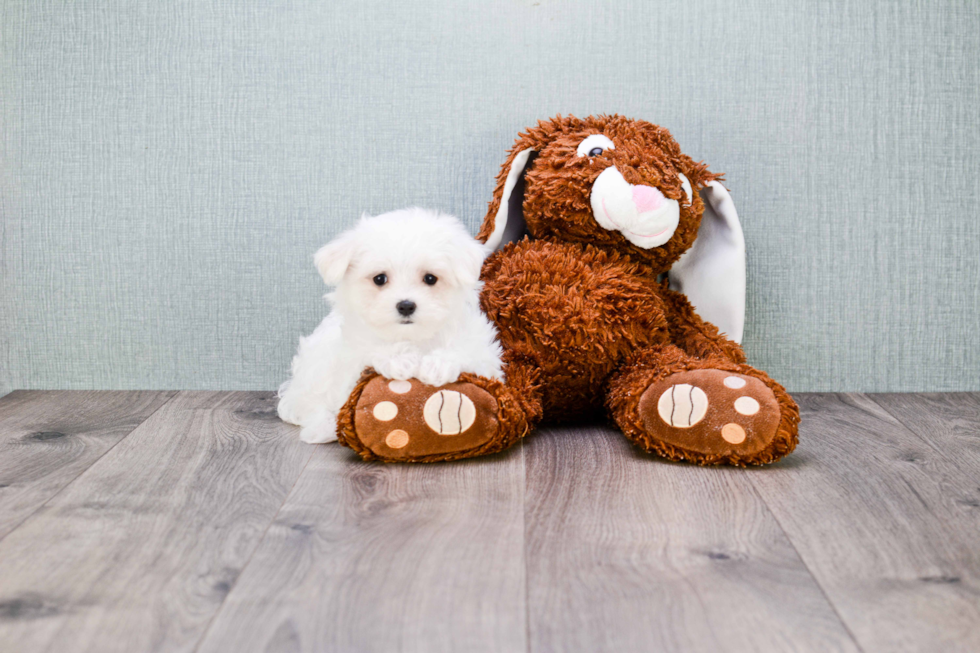 Sweet Maltese Purebred Puppy