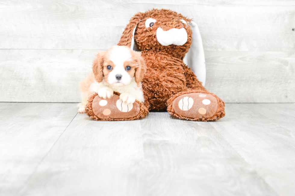 Friendly Cavalier King Charles Spaniel Purebred Pup