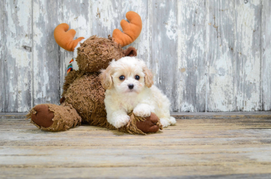 Small Cavachon Baby