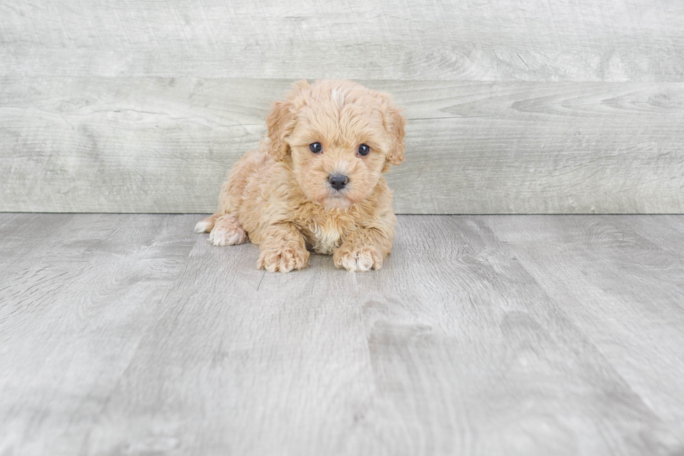 Fluffy Cavapoo Poodle Mix Pup