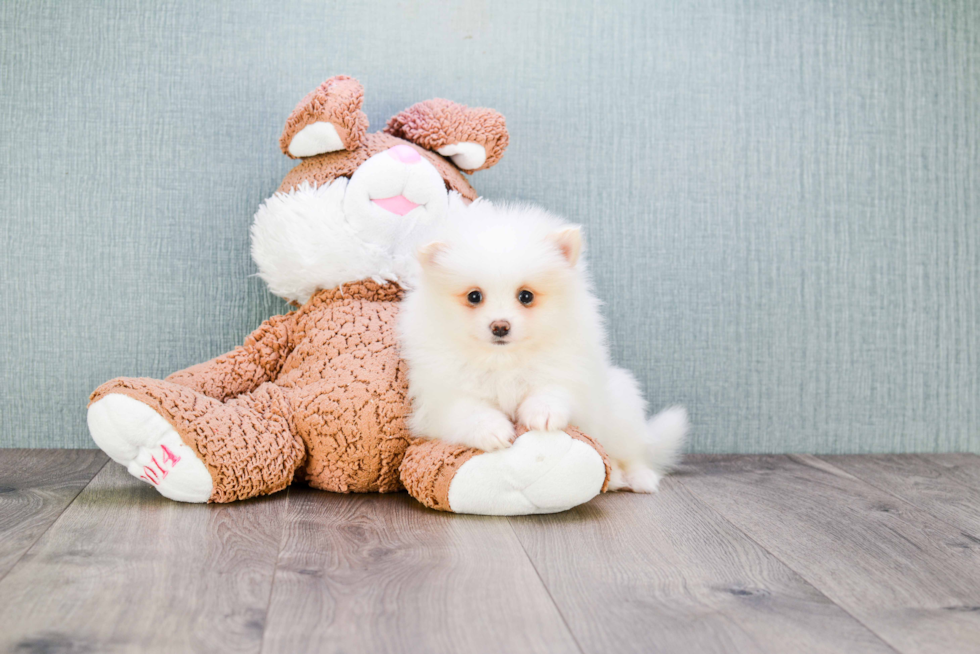 Smart Pomeranian Purebred Puppy