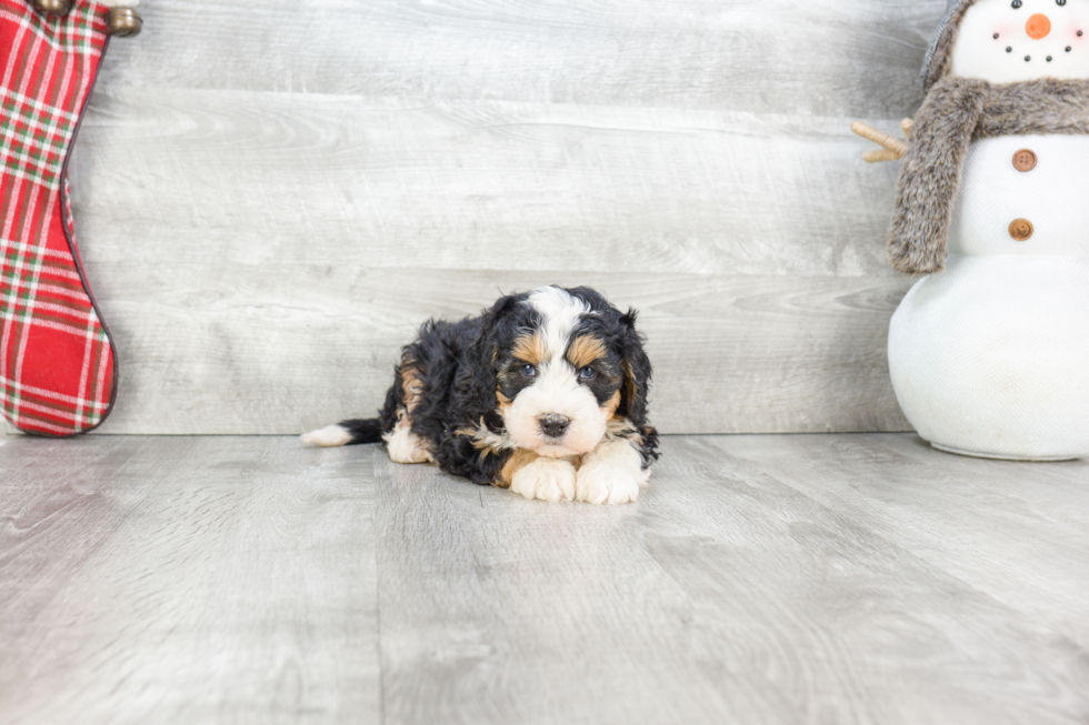 Smart Mini Bernedoodle Poodle Mix Pup