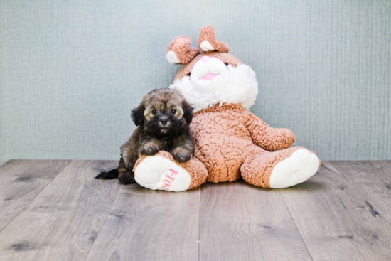 Havanese Puppy for Adoption