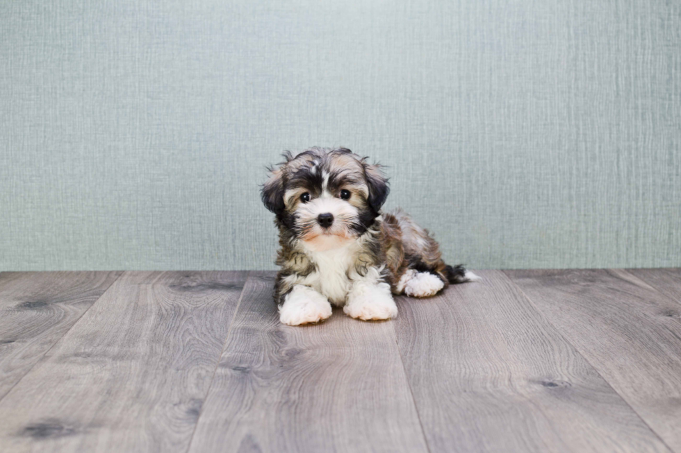 Havanese Puppy for Adoption