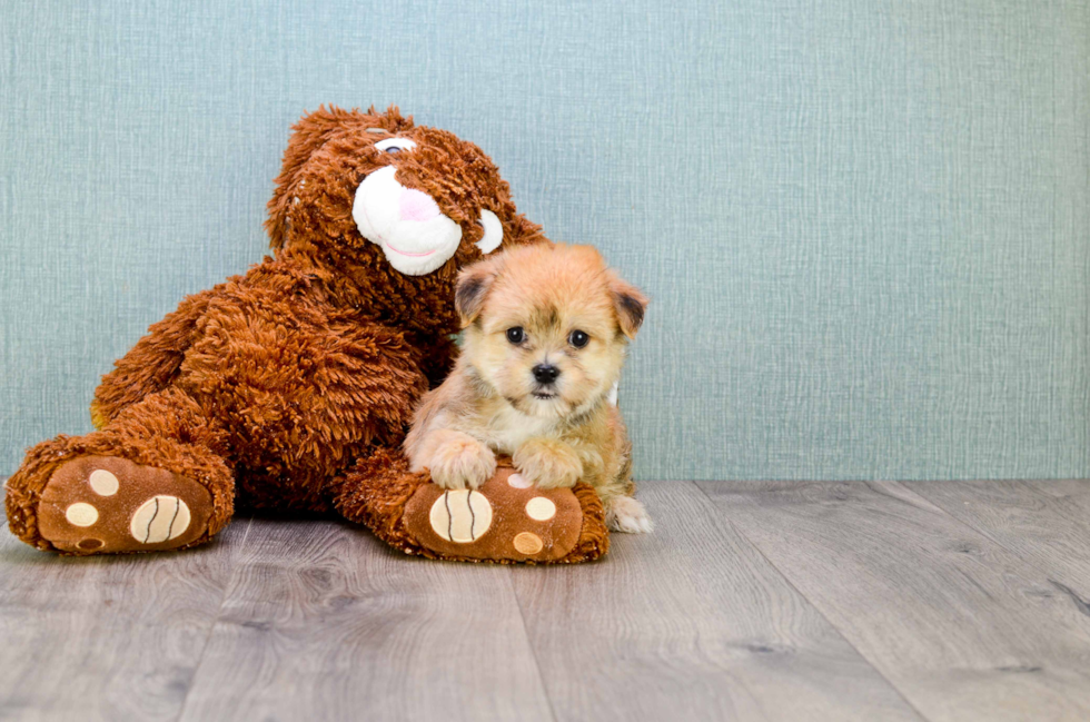 Happy Morkie Baby