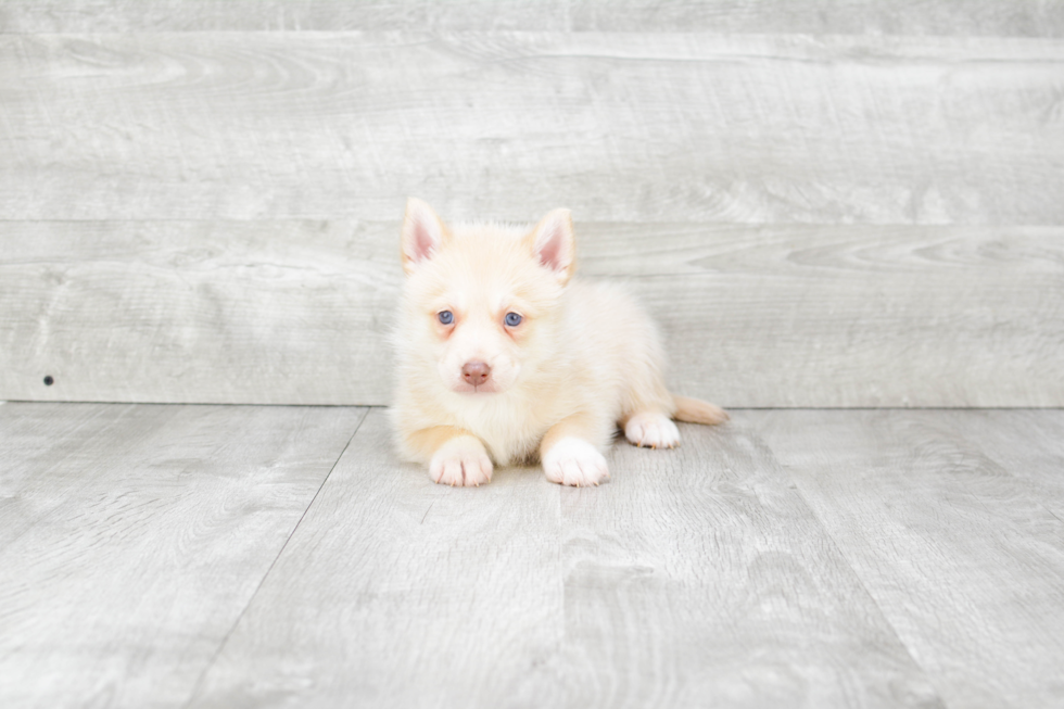 Pomsky Pup Being Cute