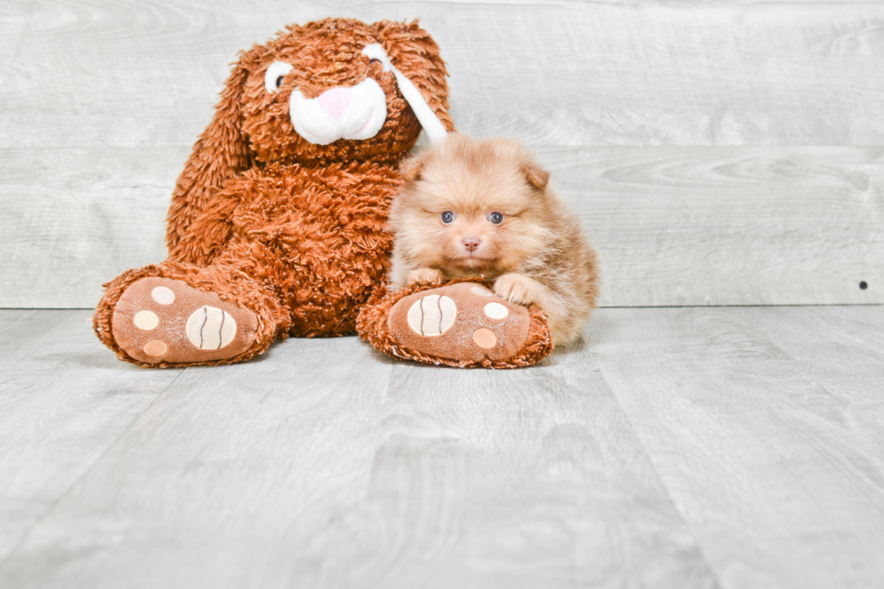 Pomeranian Pup Being Cute