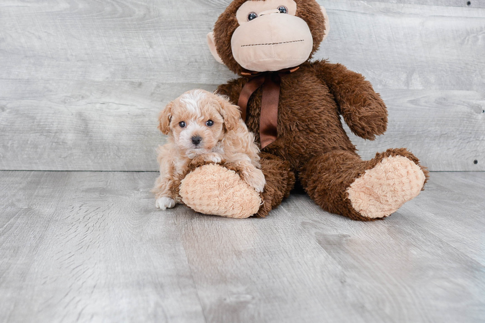 Best Maltipoo Baby