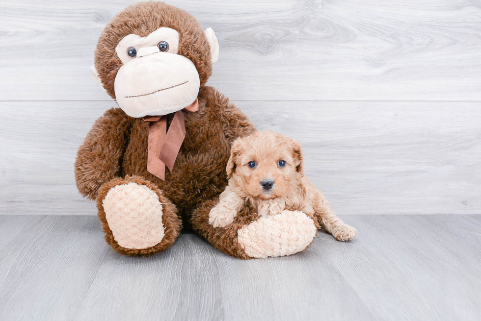 Cavapoo Pup Being Cute