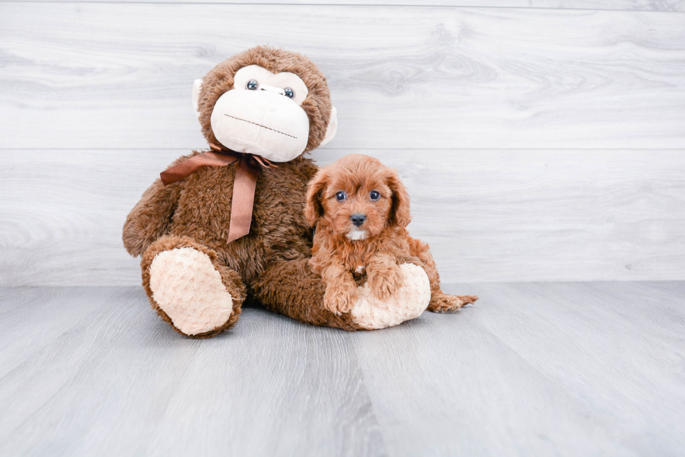 Cavapoo Pup Being Cute