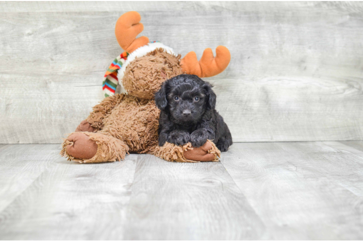 Mini Aussiedoodle Pup Being Cute