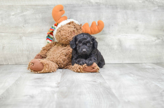 Mini Aussiedoodle Pup Being Cute