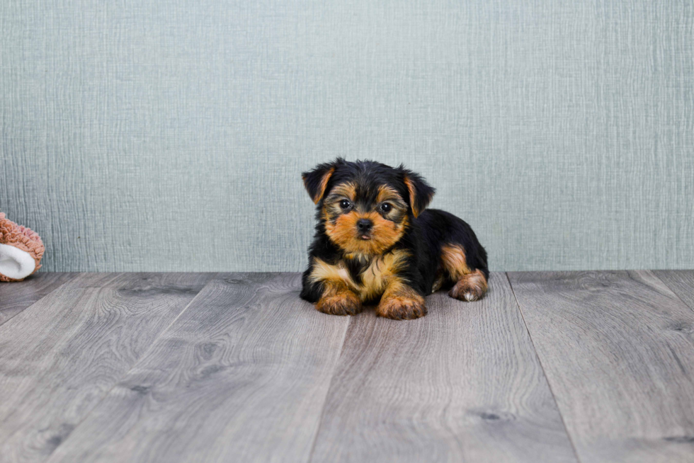 Meet Twinkle - our Yorkshire Terrier Puppy Photo 