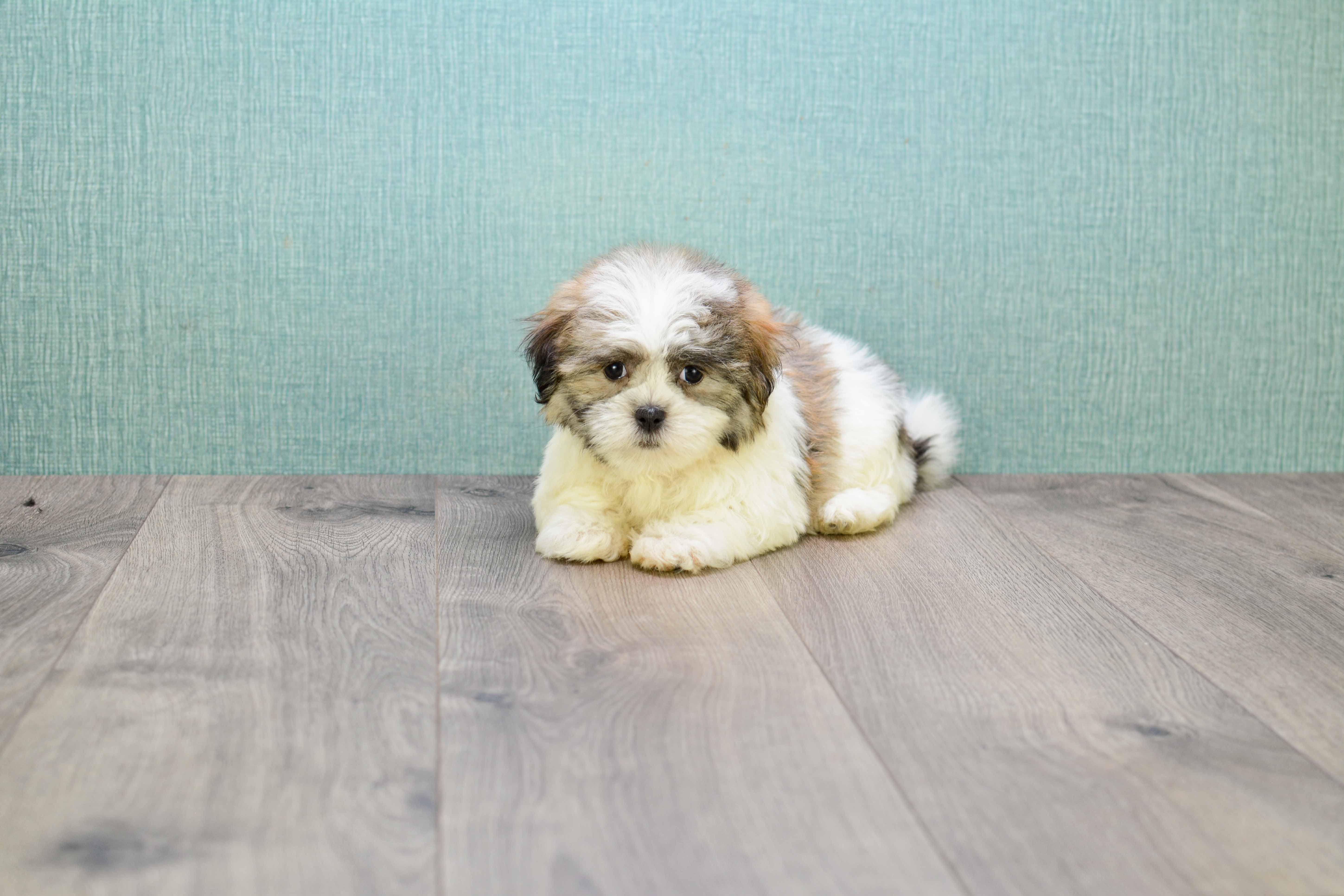 Adorable Shi Chon Designer Puppy