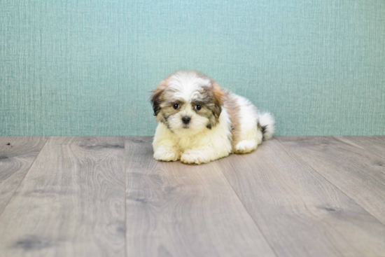 Adorable Shi Chon Designer Puppy