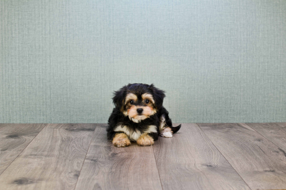 Petite Morkie Designer Pup