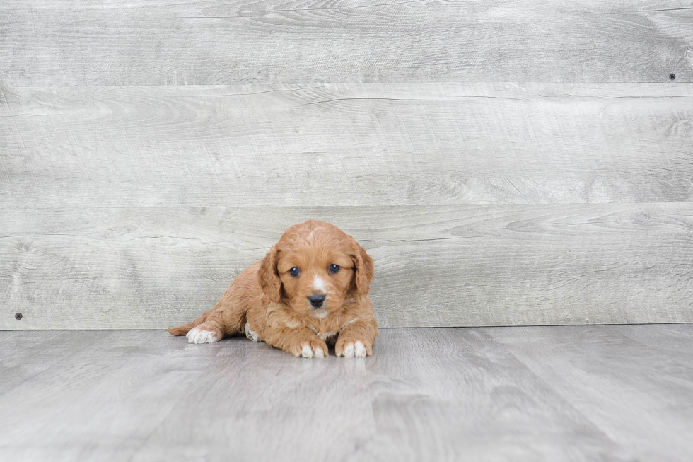 Best Cavapoo Baby