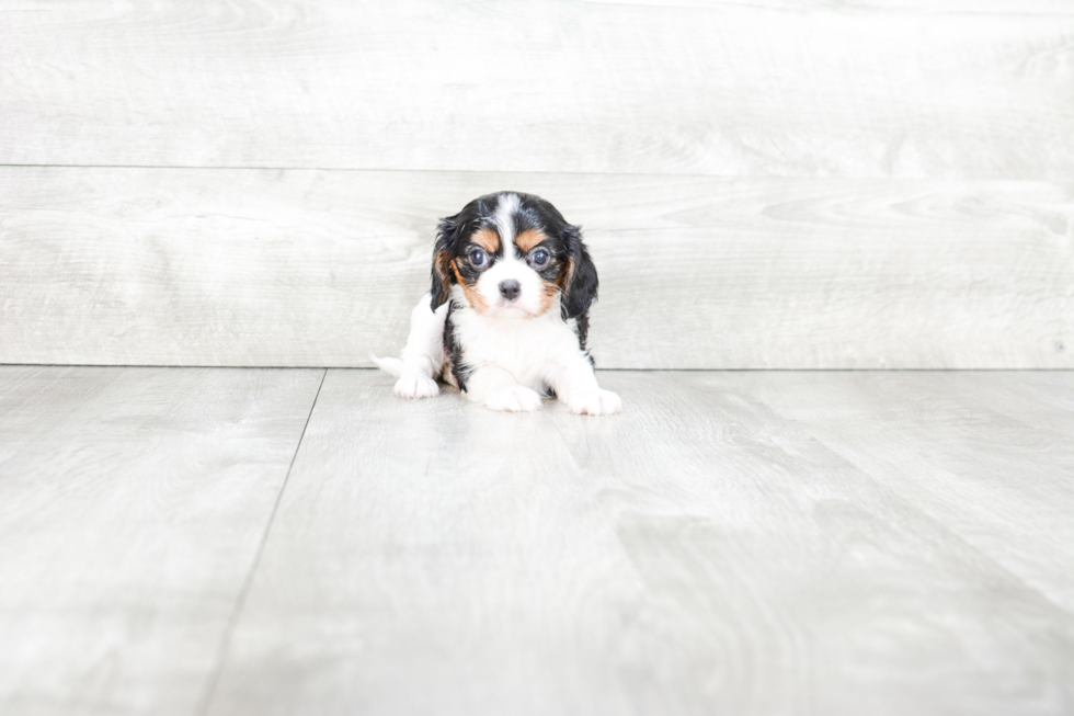 Little Cavalier King Charles Spaniel Purebred Pup