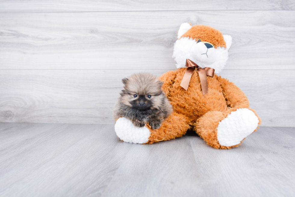 Fluffy Pomeranian Purebred Puppy