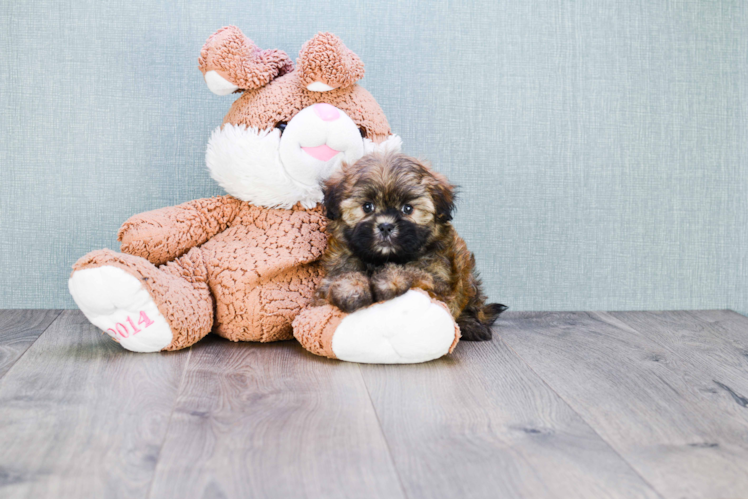 Fluffy Teddy Bear Designer Pup