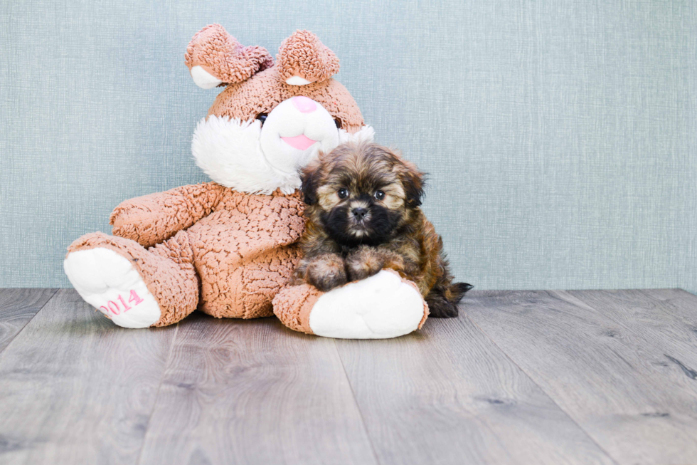 Fluffy Teddy Bear Designer Pup