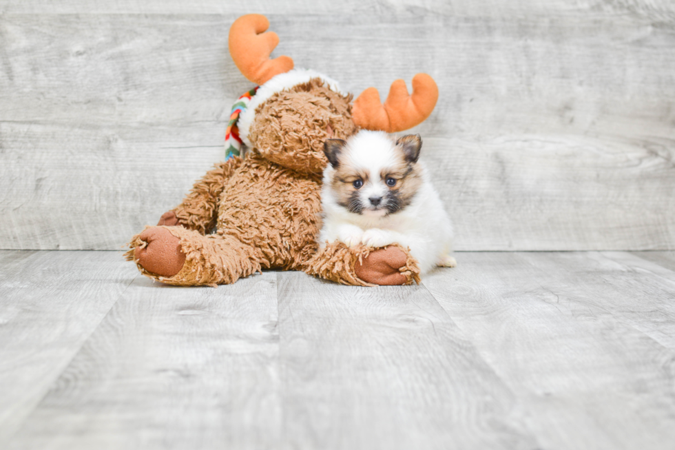 Playful Pomeranian Baby