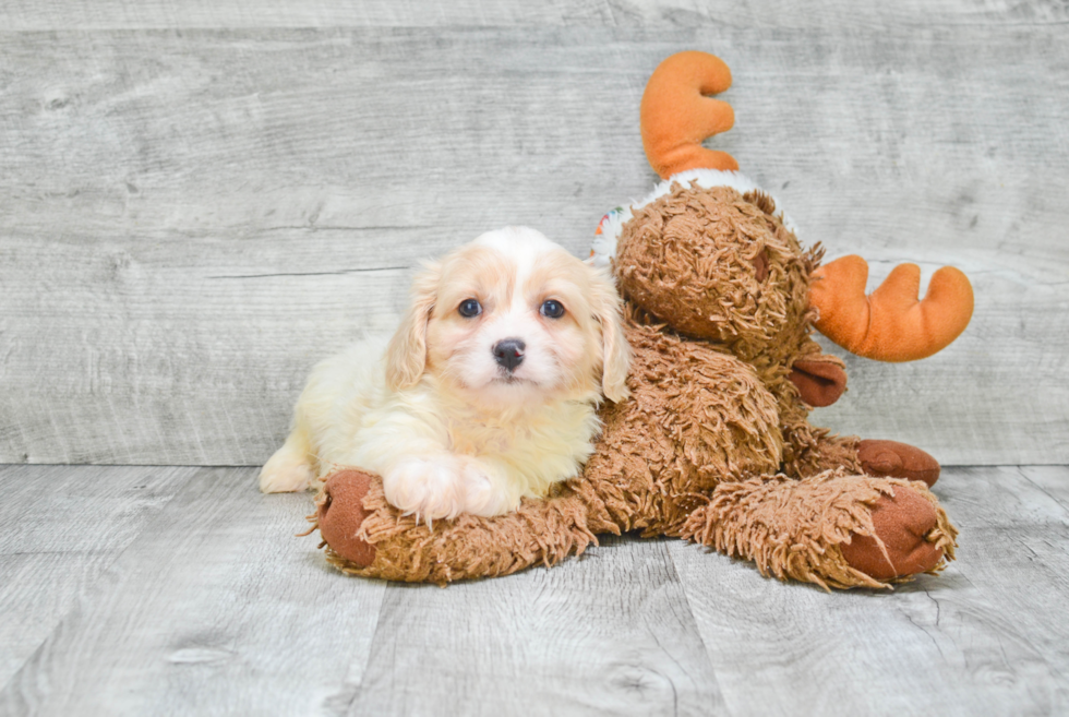 Petite Cavachon Designer Pup