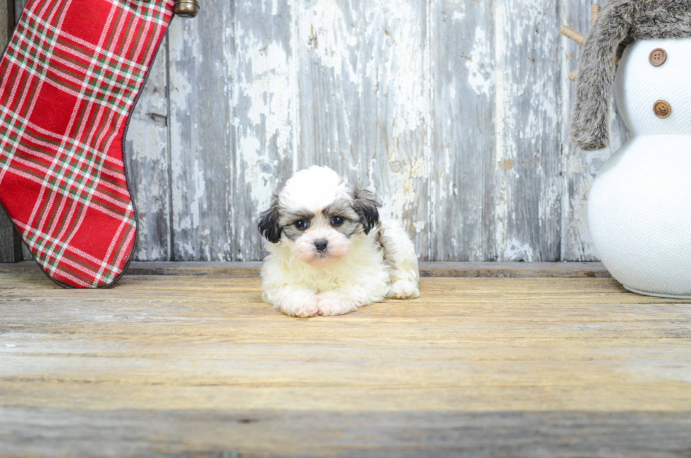 Smart Teddy Bear Designer Pup