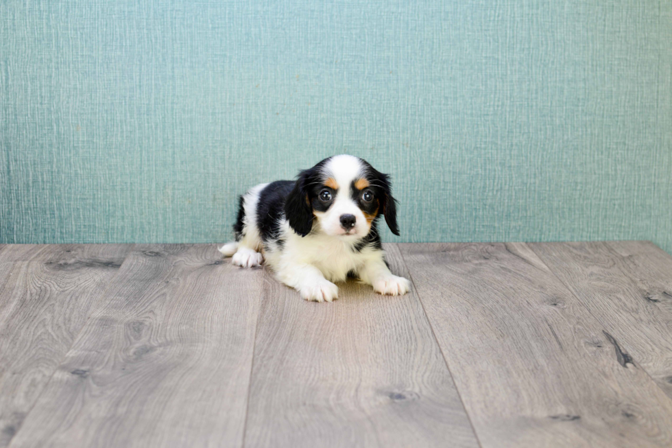 Hypoallergenic Cavalier Designer Puppy