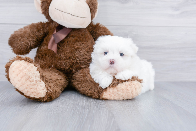 Petite Teddy Bear Designer Pup