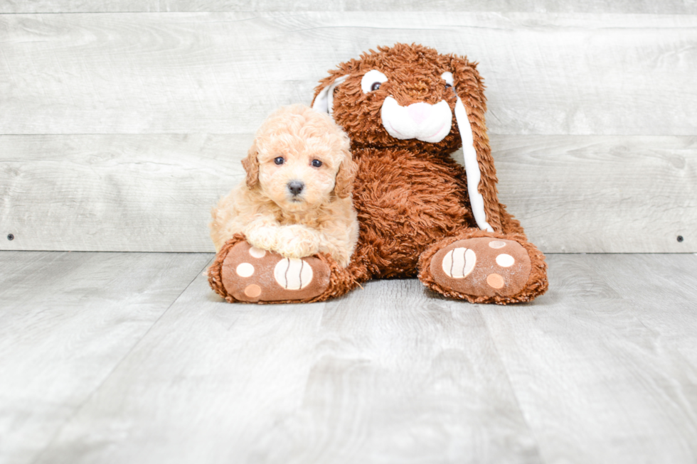 Smart Maltipoo Poodle Mix Pup