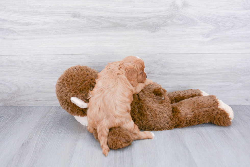 Fluffy Cavapoo Poodle Mix Pup