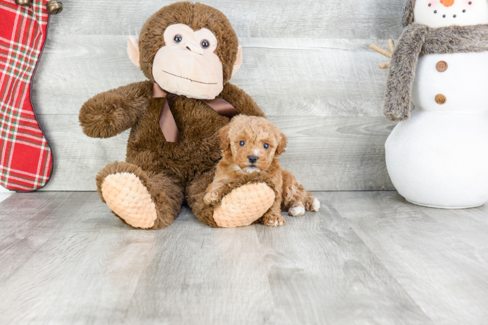 Hypoallergenic Cavoodle Poodle Mix Puppy