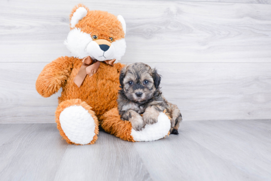 Fluffy Teddy Bear Designer Pup