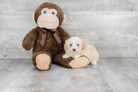 Little Maltepoo Poodle Mix Puppy