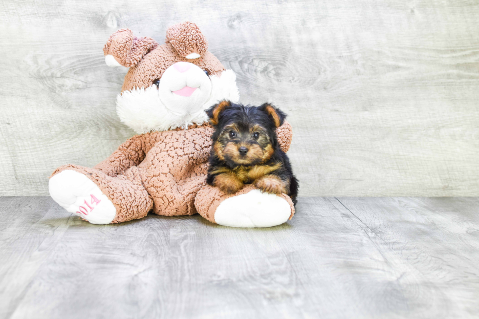 Meet Timmy - our Yorkshire Terrier Puppy Photo 