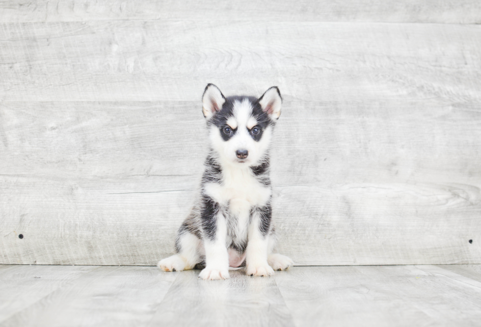 Pomsky Puppy for Adoption