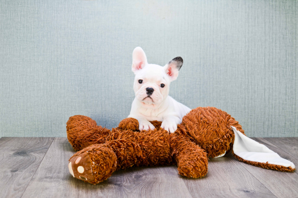 French Bulldog Puppy for Adoption