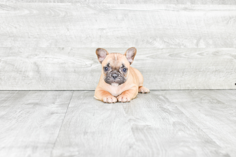 French Bulldog Puppy for Adoption