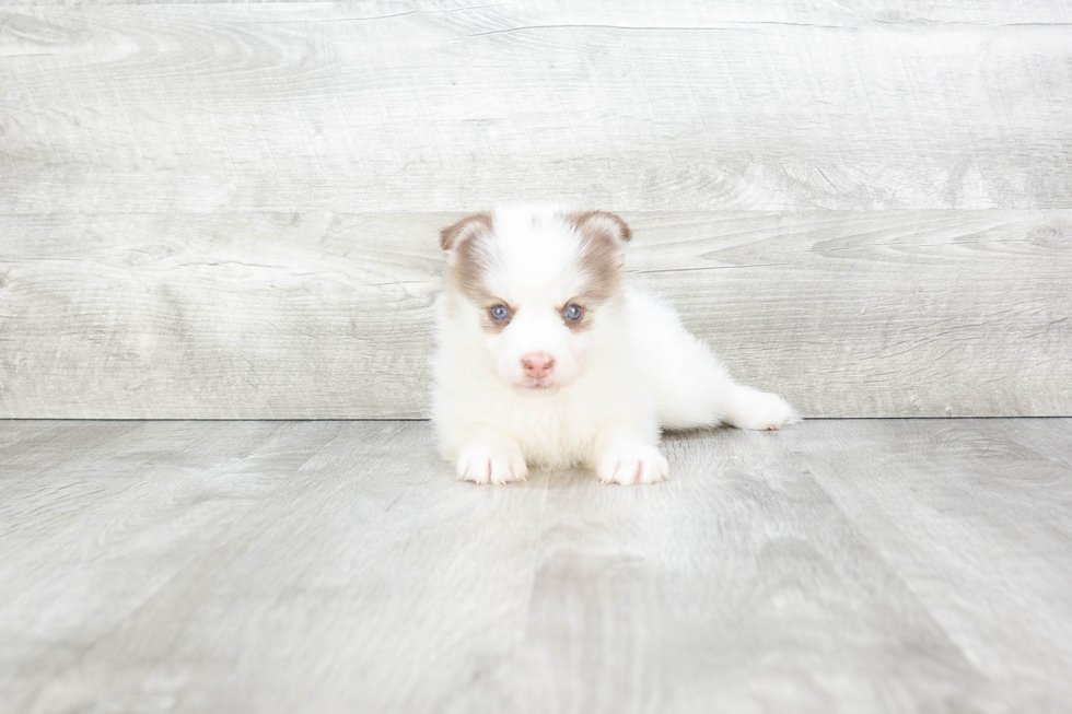 Petite Pomsky Designer Pup