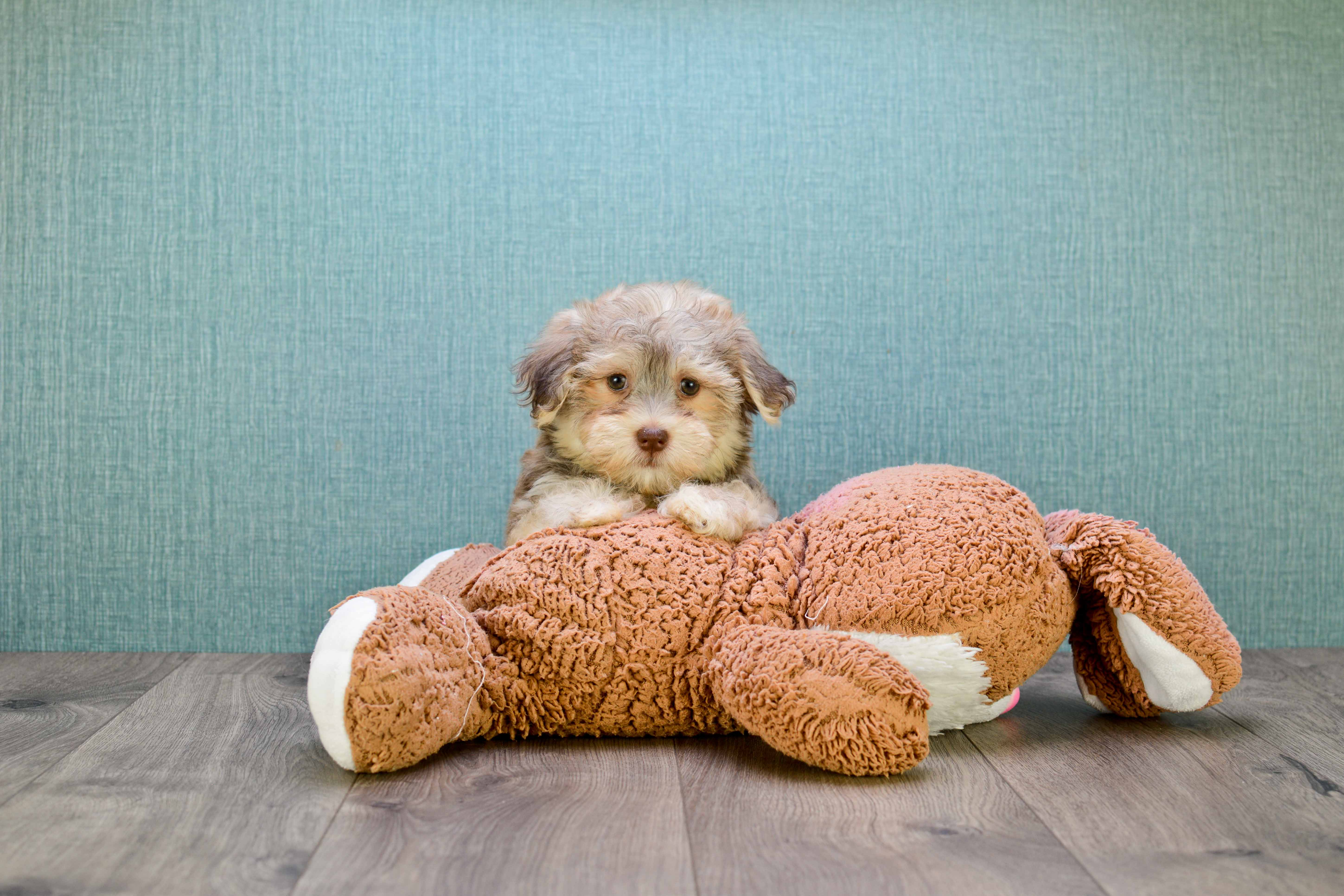 Petite Havanese Purebred Puppy
